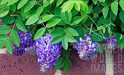 Wisteria Frutescens
